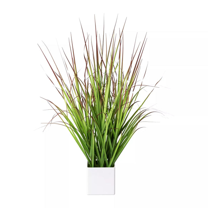 Flourify Bloedgras (Imperata cylindrica)