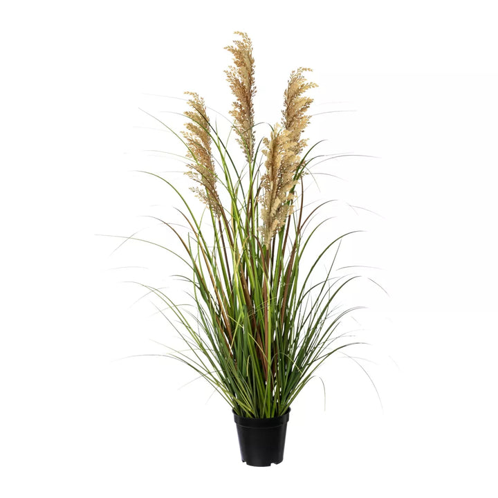 Flourify Siergras (Pluimgierst)