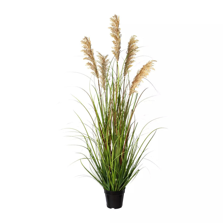 Flourify Siergras (Pluimgierst)