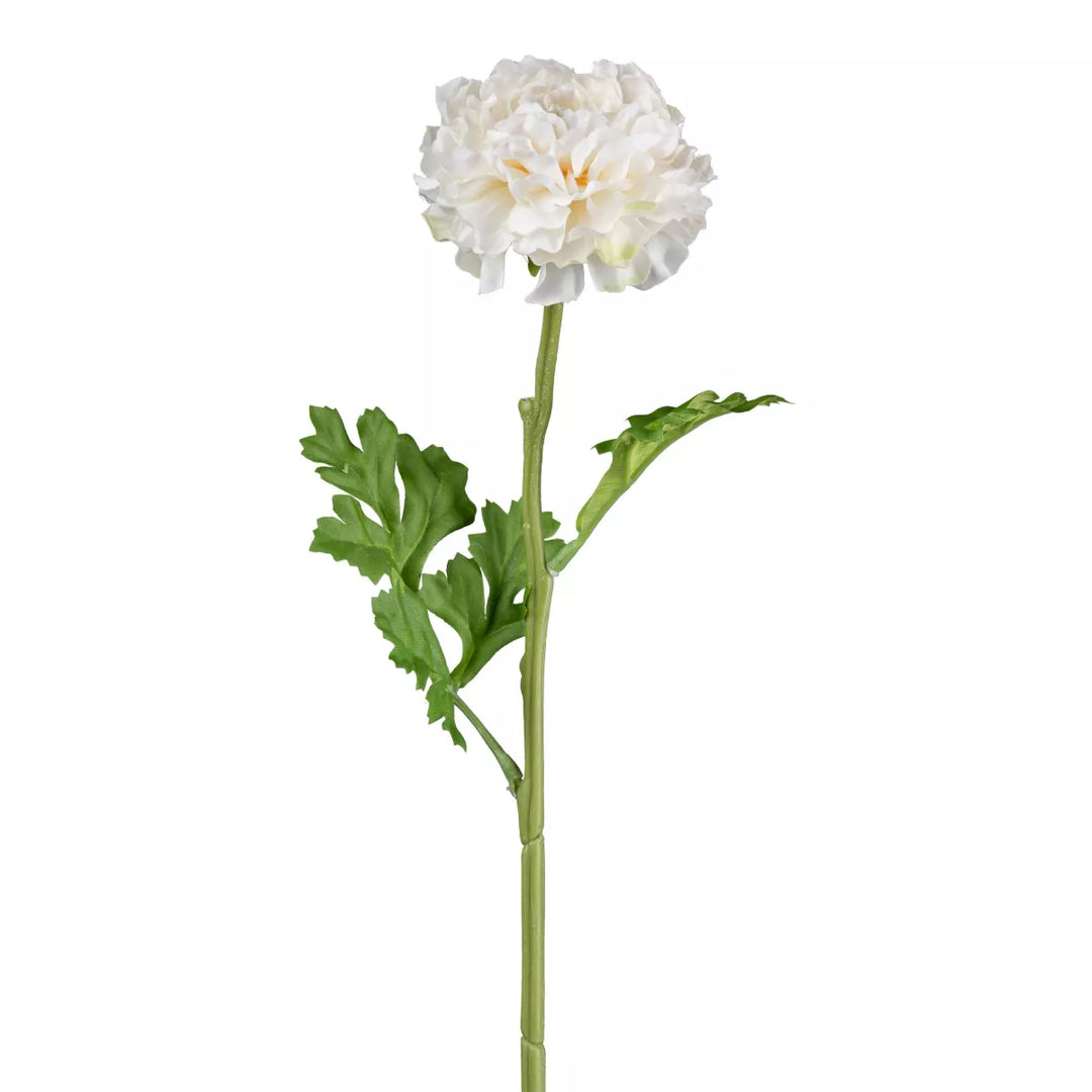 Flourify Ranunculus (Ranonkel/boterbloem)