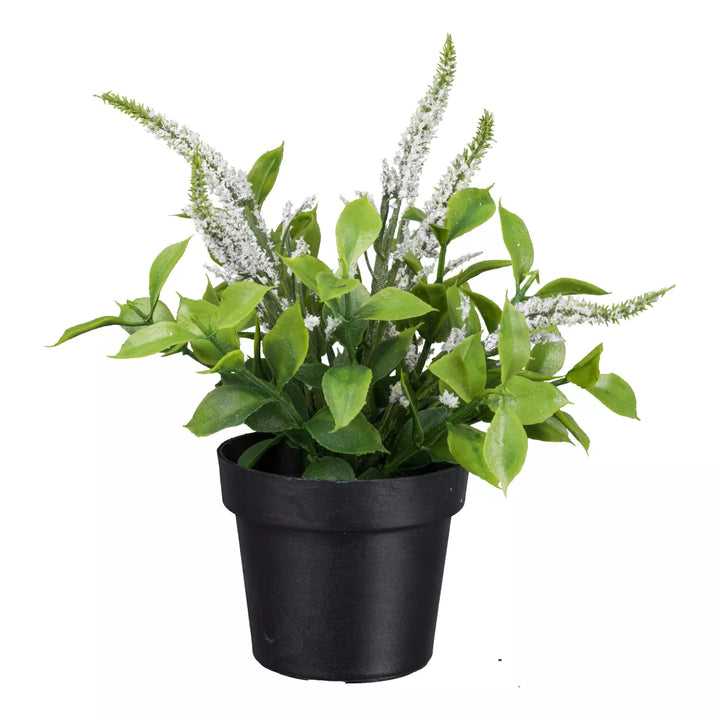 Flourify Veronica (duifkruid) 