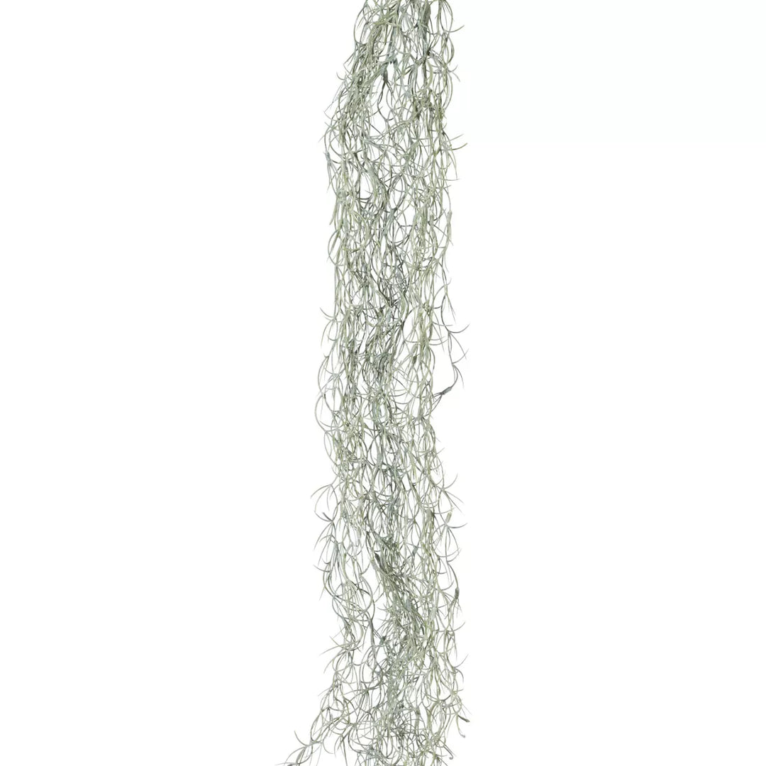 Flourify Tillandsia rank (luchtplant),