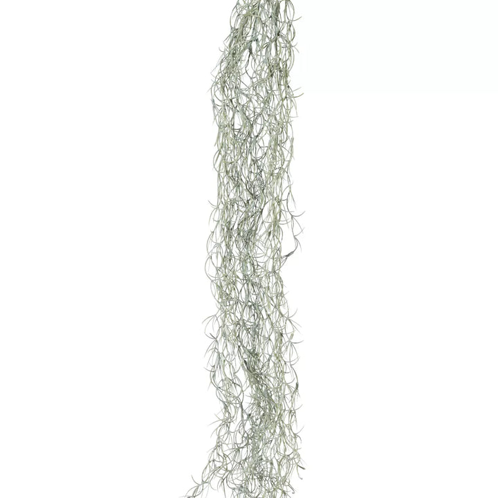 Flourify Tillandsia rank (luchtplant),