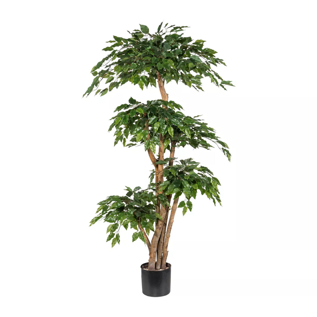 Flourify Ficus Benja (treurvijg)