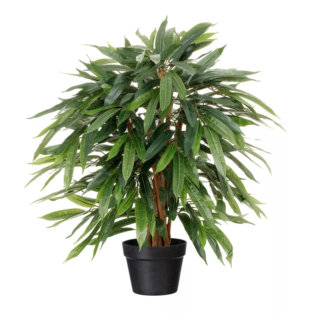 Flourify Ficus