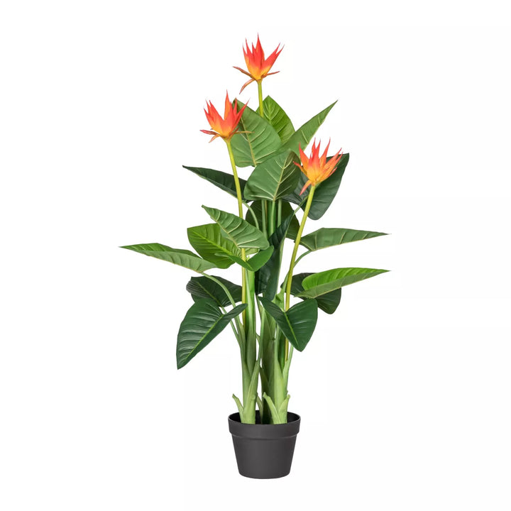 Flourify Guzmania