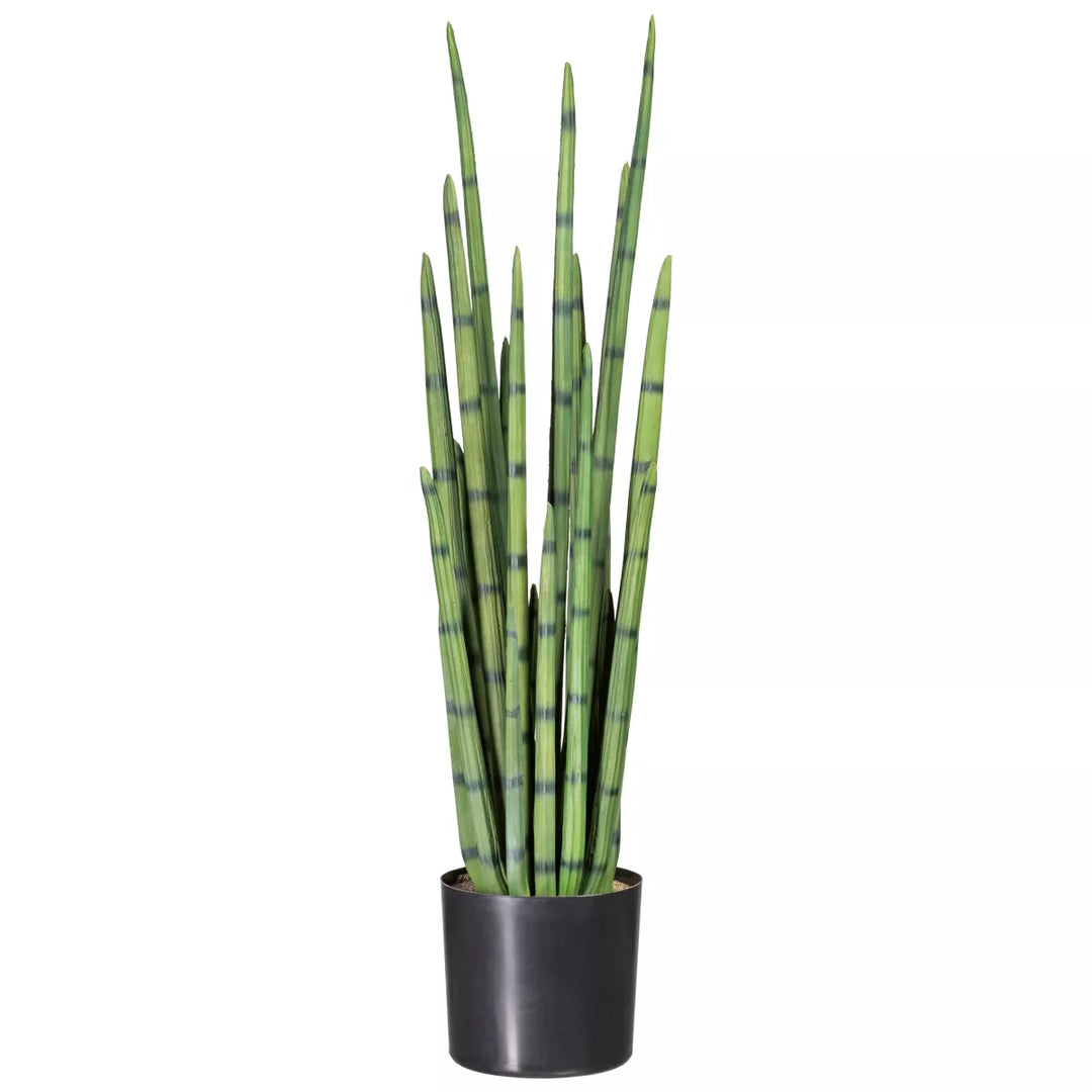Flourify Sansevieria Cylindrica,