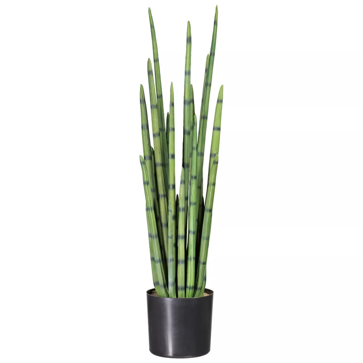 Flourify Sansevieria Cylindrica,