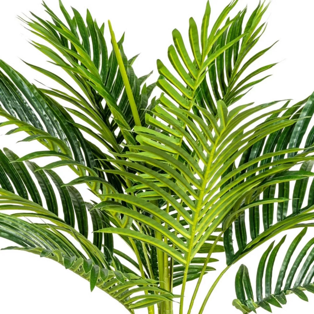 Flourify Kentiapalm