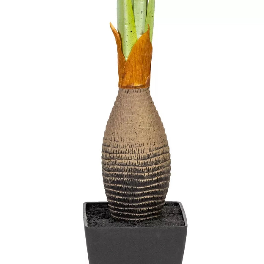 Flourify Kentiapalm