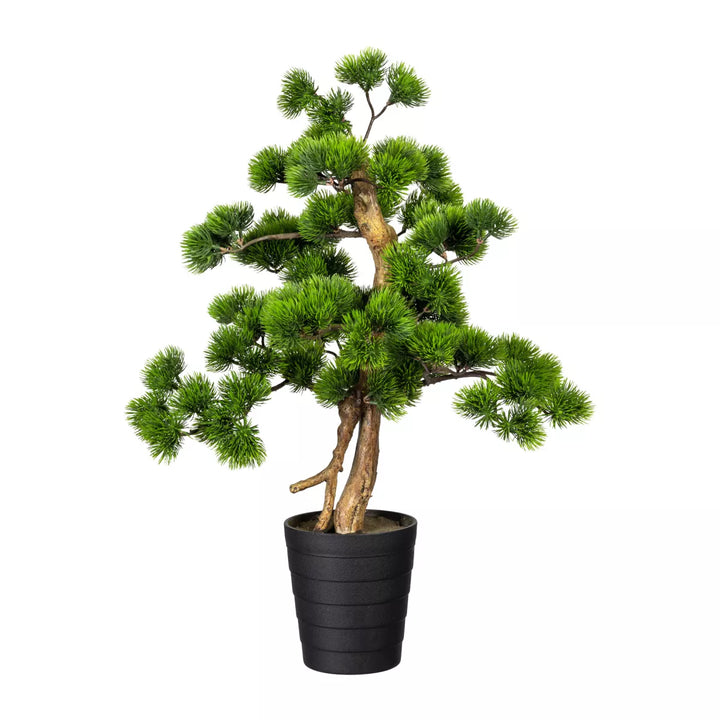 Flourify Bonsai Kiefer