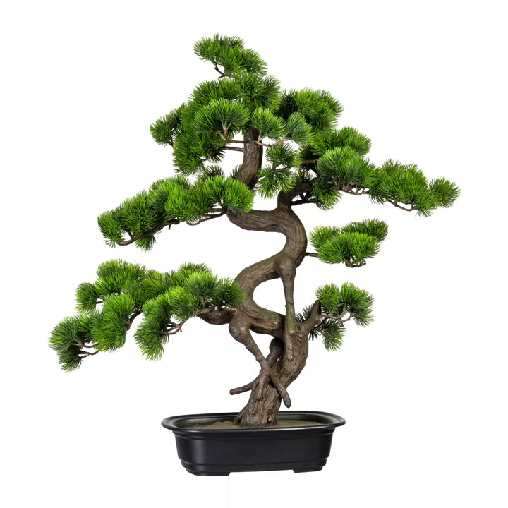 Flourify Bonsai dennen