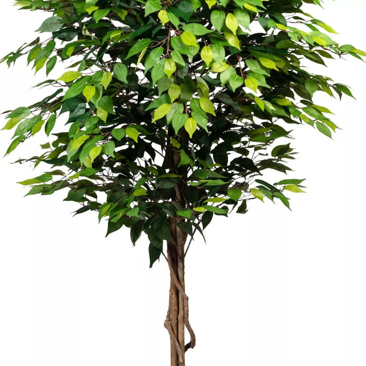 Flourify Ficus Benjamini