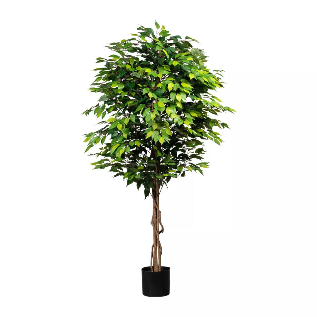 Flourify Ficus Benjamini