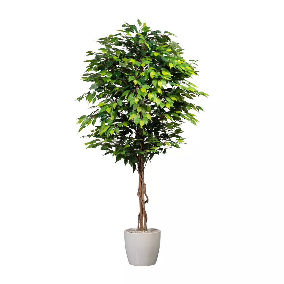 Flourify Ficus Benjamini