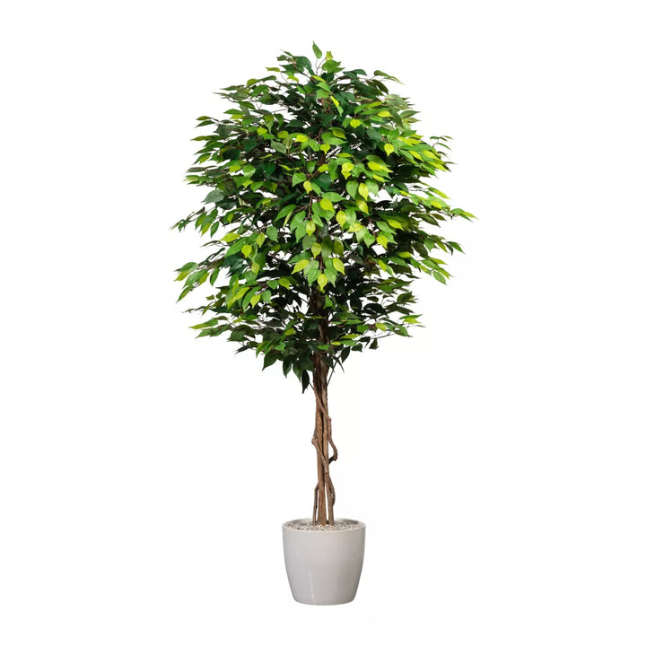 Flourify Ficus Benjamini
