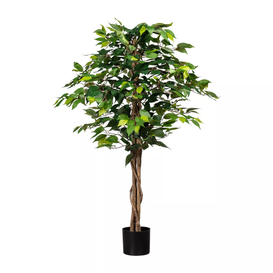 Flourify Ficus Benjamina