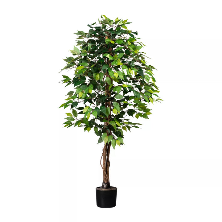 Flourify Ficus Benjamina