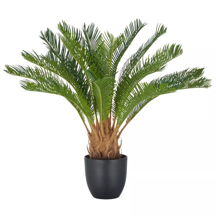 Flourify Cyclaspalm
