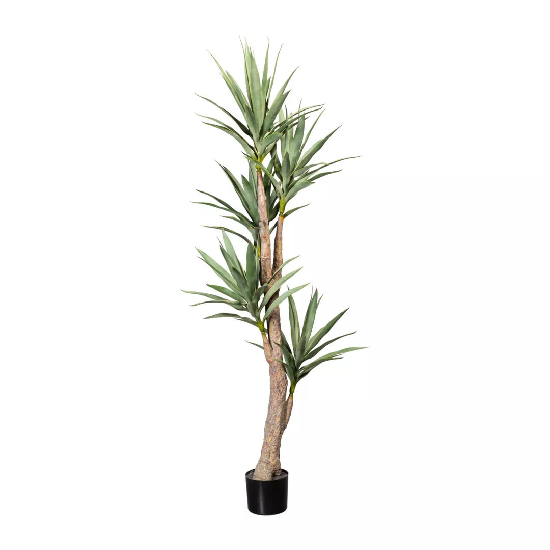 Flourify Dracaena