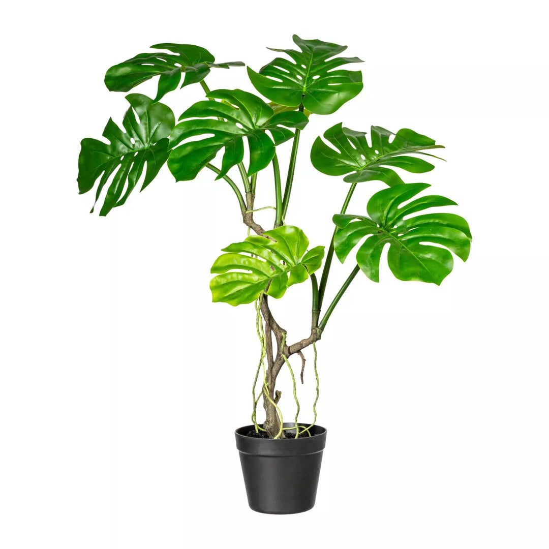Flourify Philodendron