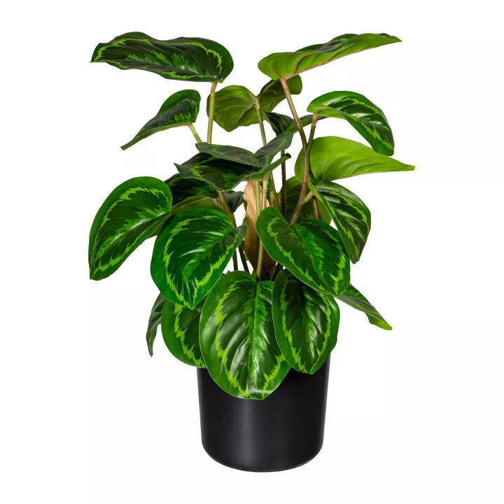 Flourify Maranta