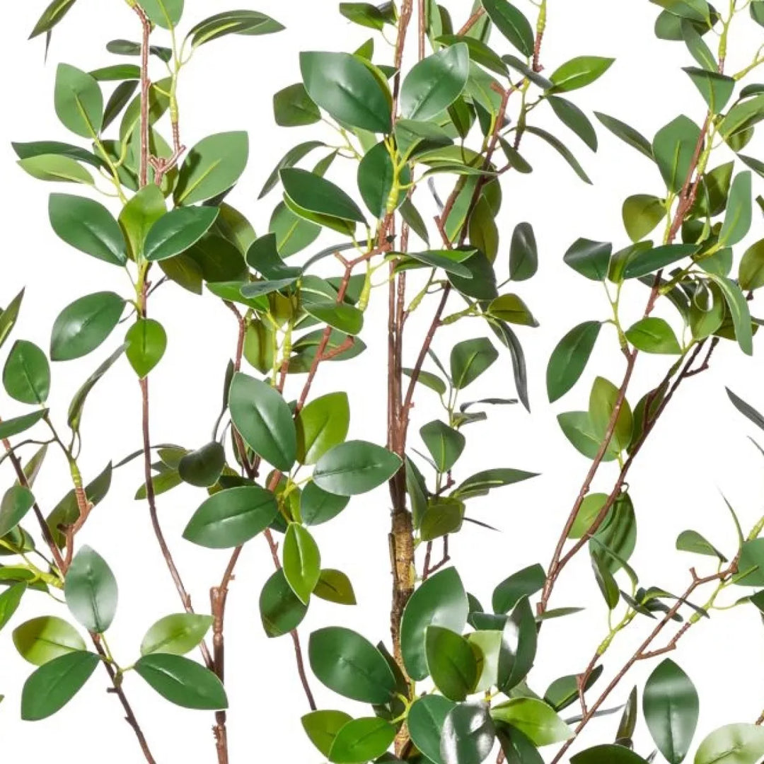 Flourify Ficus ginseng