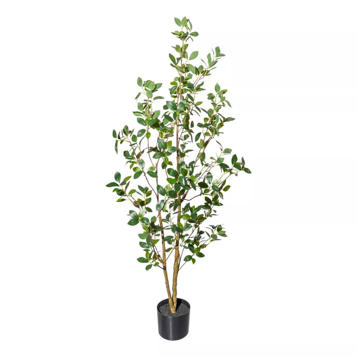 Flourify Ficus ginseng
