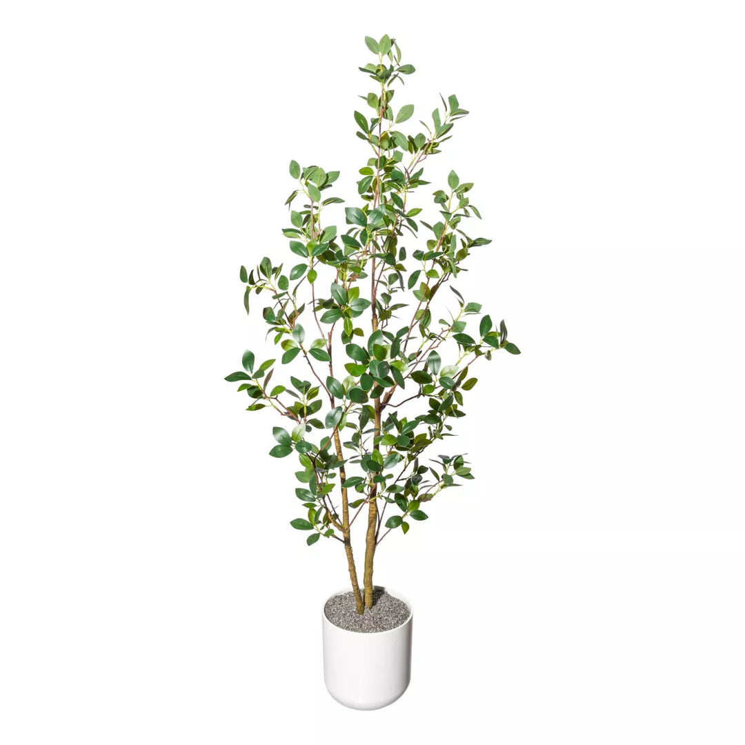 Flourify Ficus ginseng