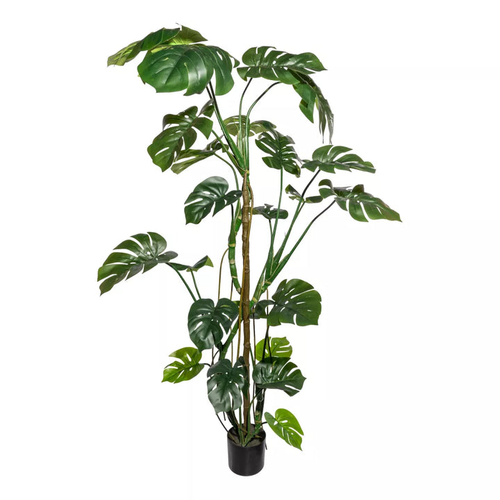Flourify Splitphilodendron