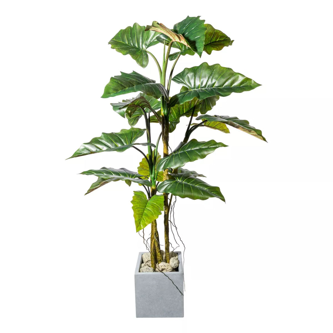 Flourify Colocasia (olifantsoor) 