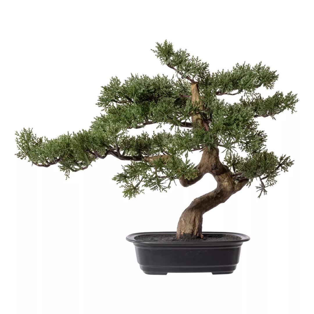 Flourify Bonsai Pine