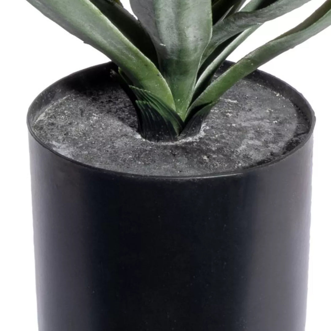 Flourify Yucca (palmlelie)