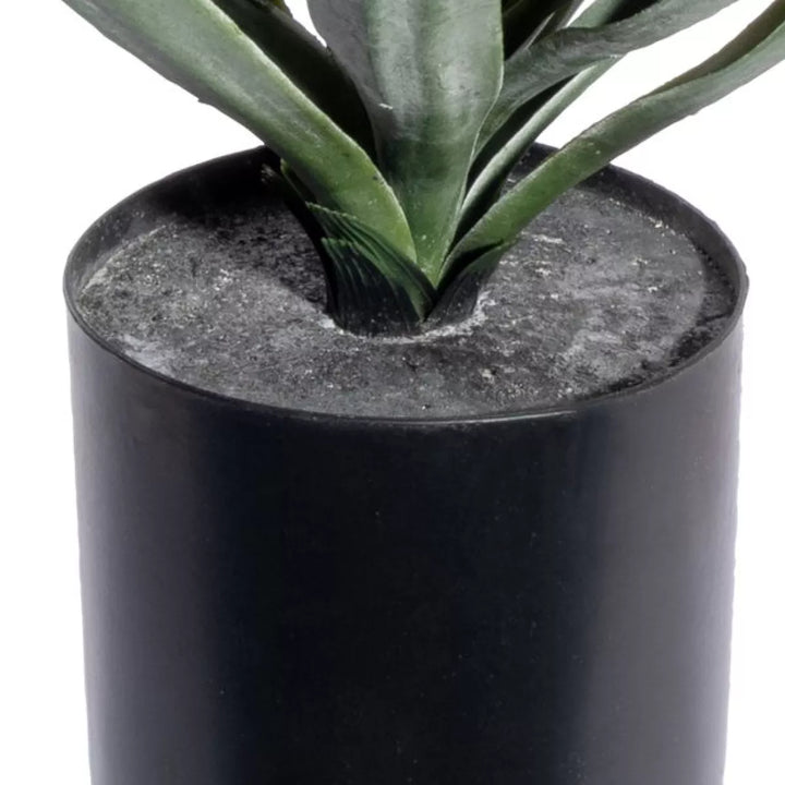Flourify Yucca (palmlelie)