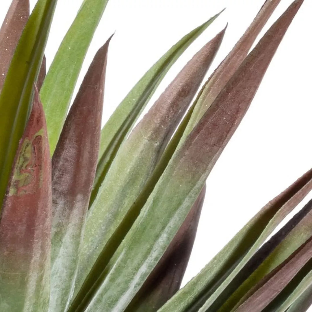 Flourify Yucca (palmlelie)