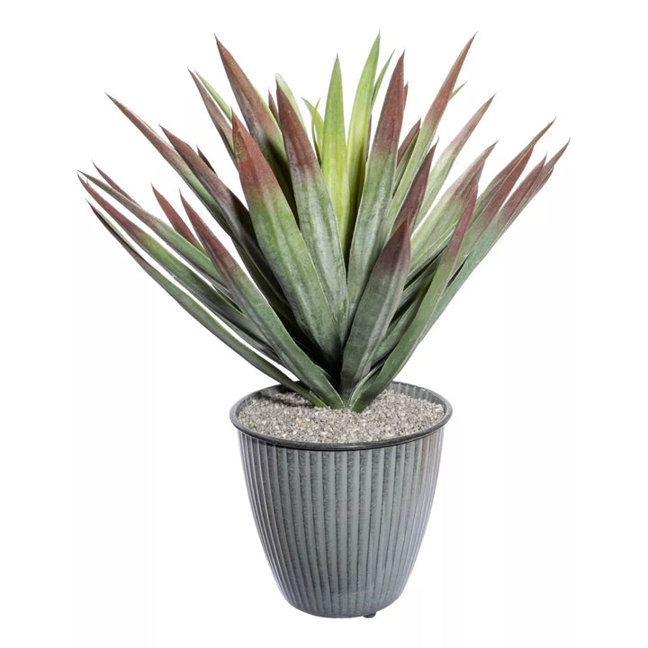 Flourify Yucca (palmlelie)