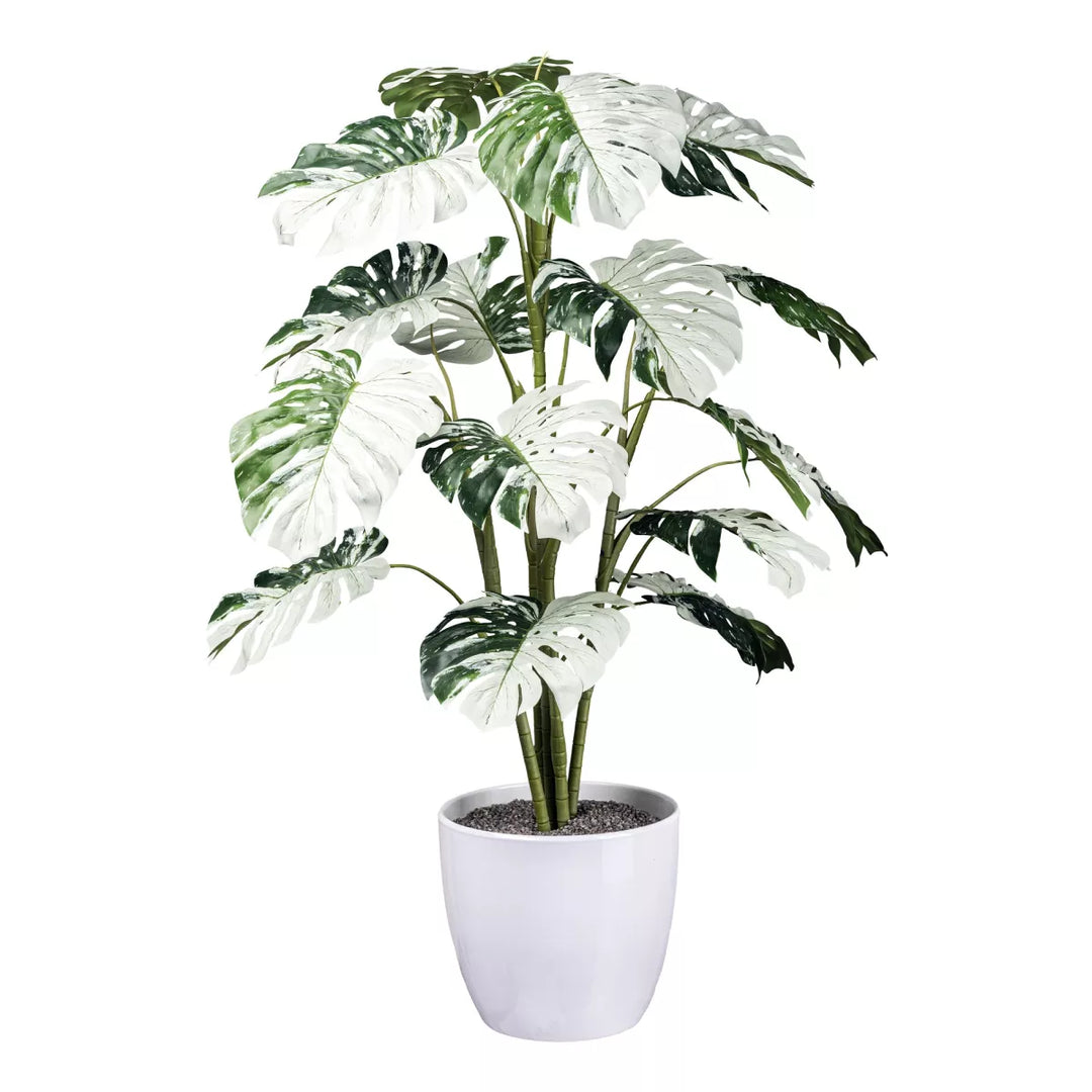Flourify Monstera Variegata Halfmoon