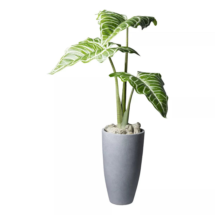 Flourify Colocasia White Lava (olifantsoor)