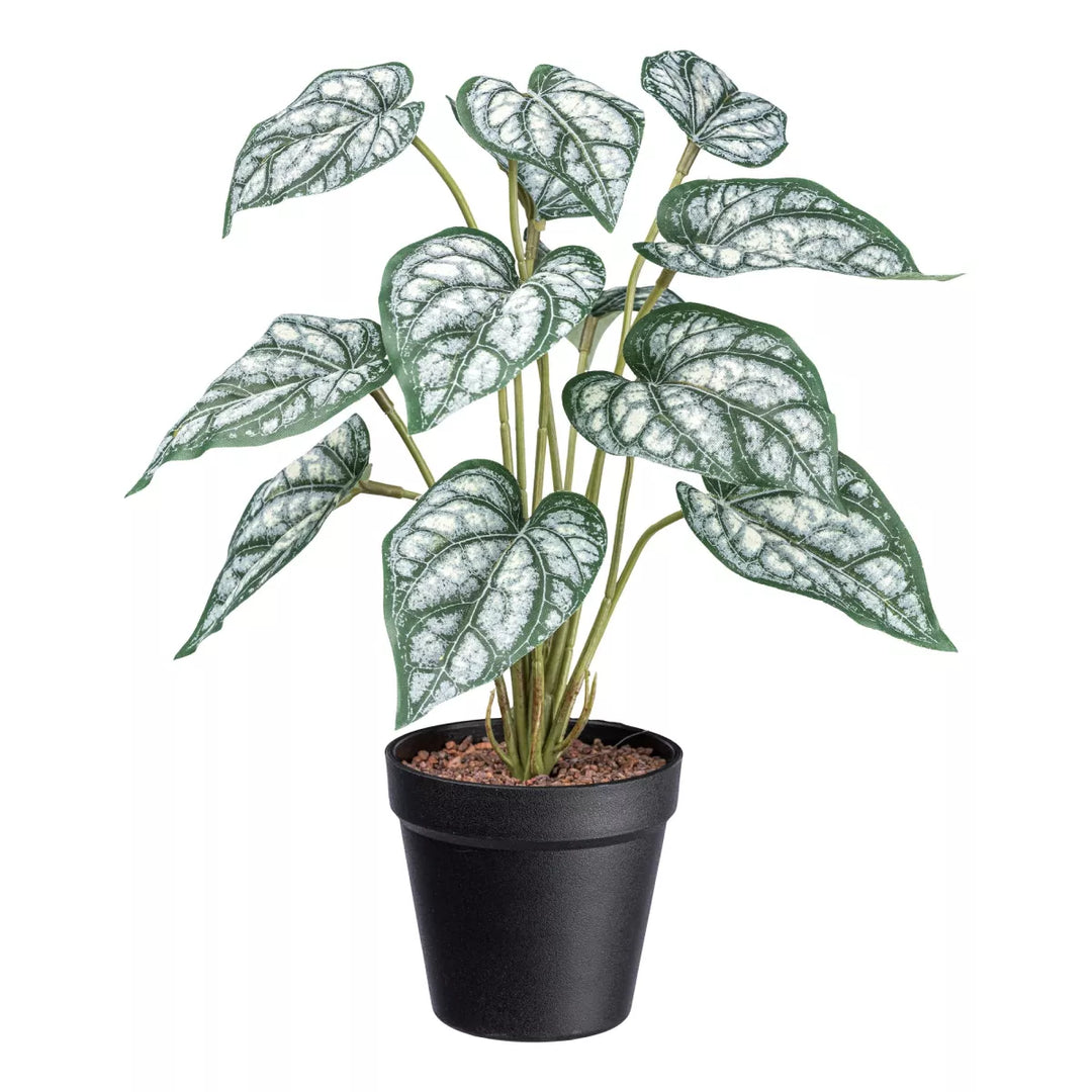 Flourify Syngonium