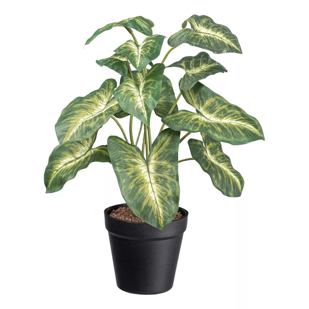 Flourify Syngonium Pixie