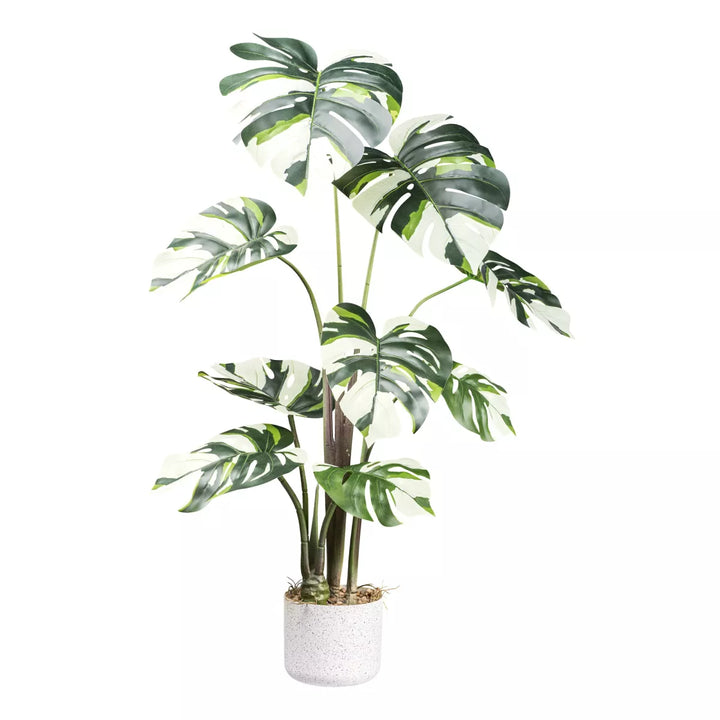 Flourify Monstera Variegata (gatenplant) 