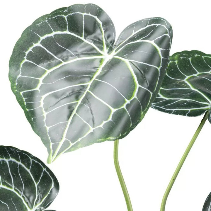 Flourify Anthurium Clarinervium