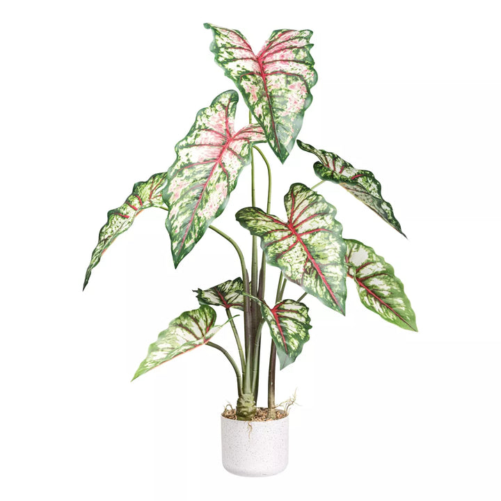 Flourify Syngonium