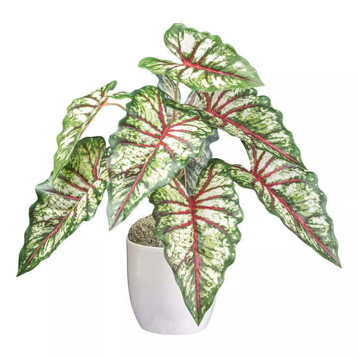 Flourify Syngonium