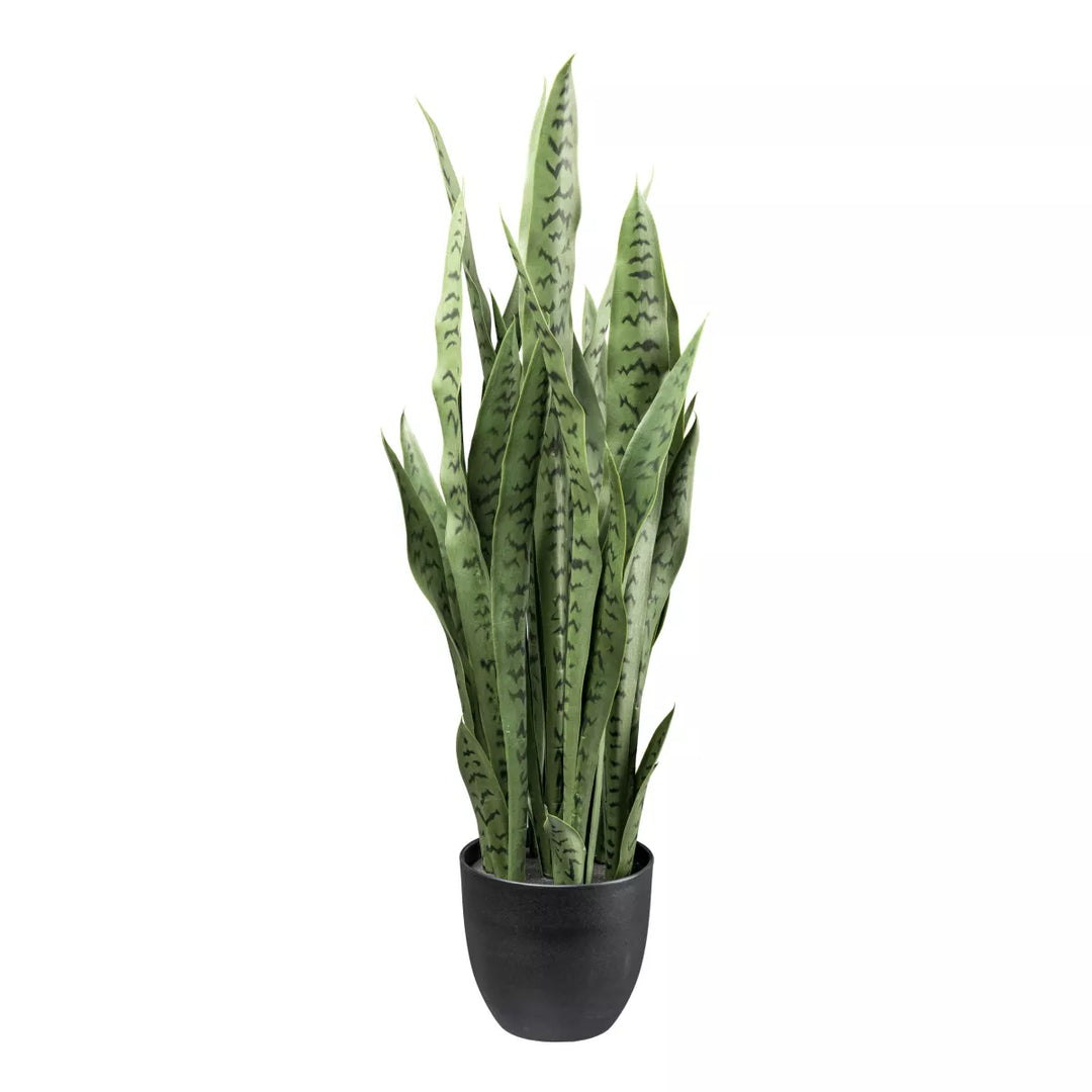 Flourify Sansevieria (vrouwentong)