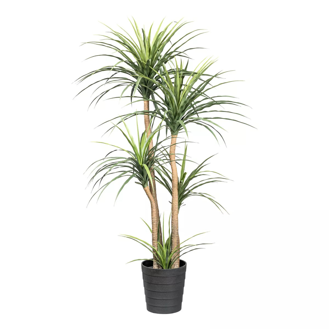Flourify Dracaena