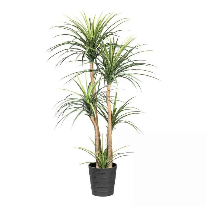 Flourify Dracaena
