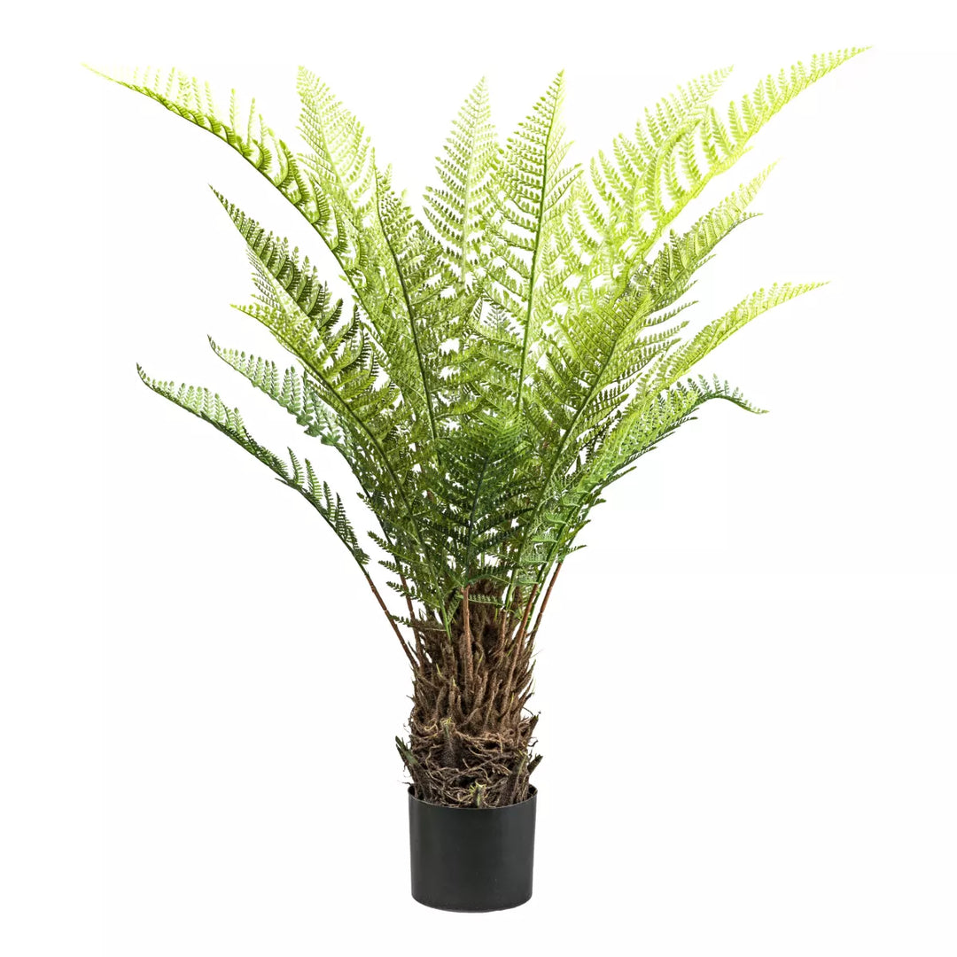 Flourify Boomvaren Dicksonia