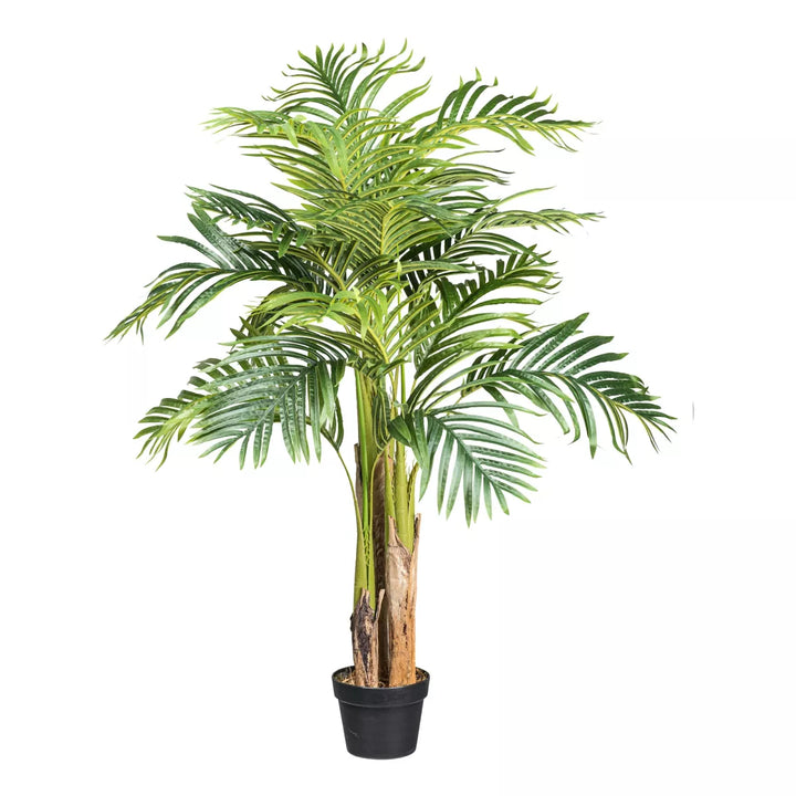 Flourify Areca-palm (goudpalm)