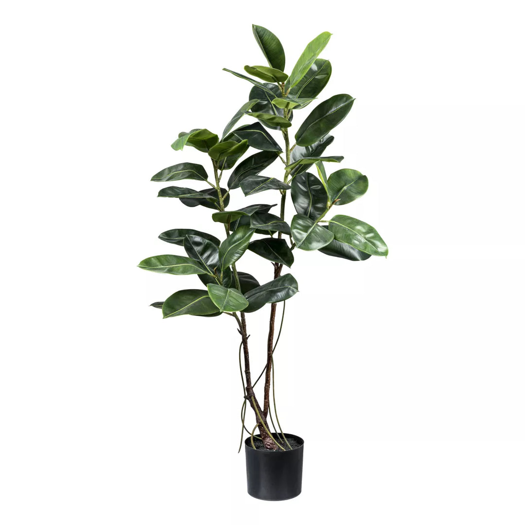 Flourify Ficus Elastica, (rubberplant)